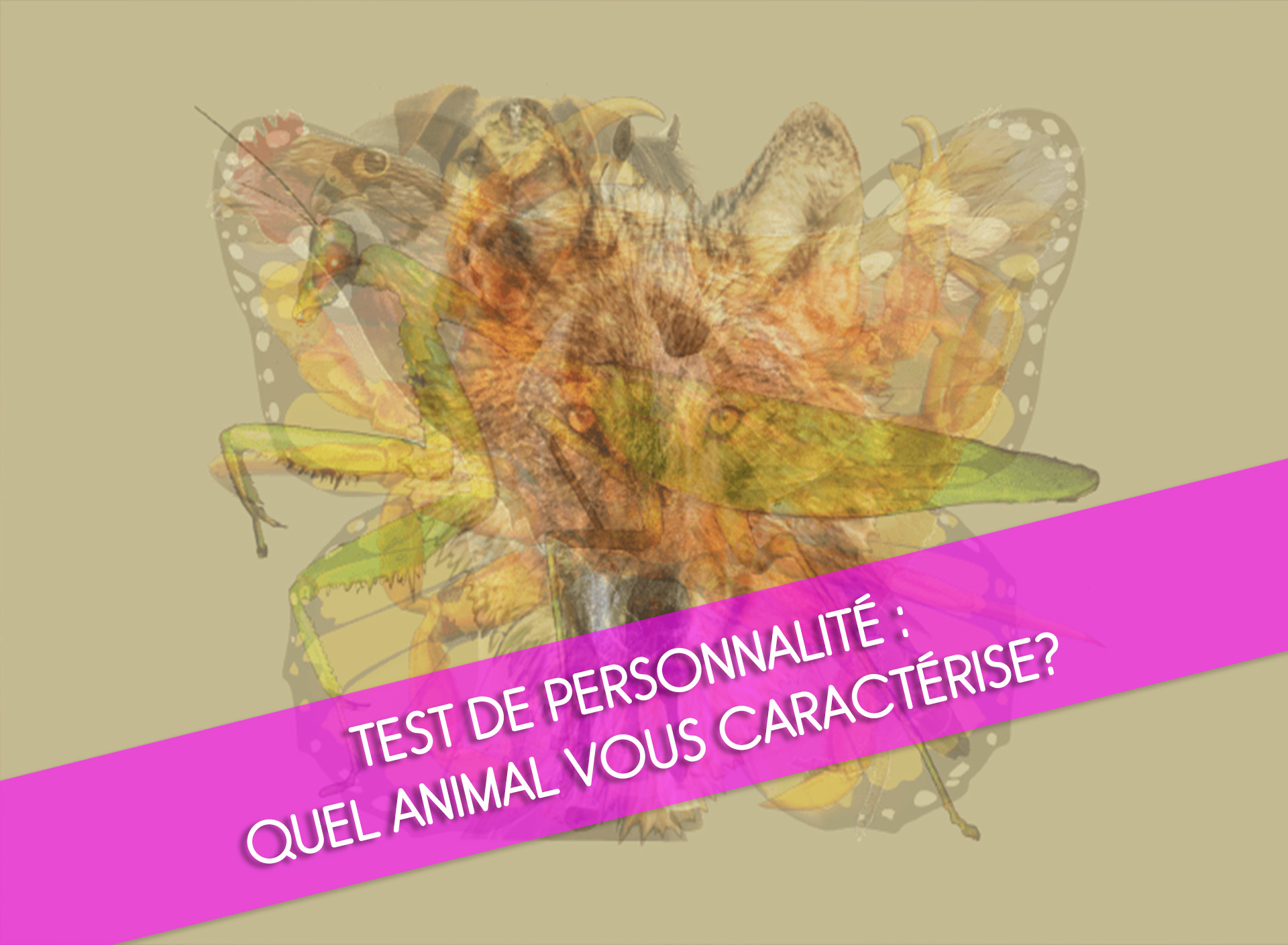 Test de personnalité : Quel animal vous caractérise?