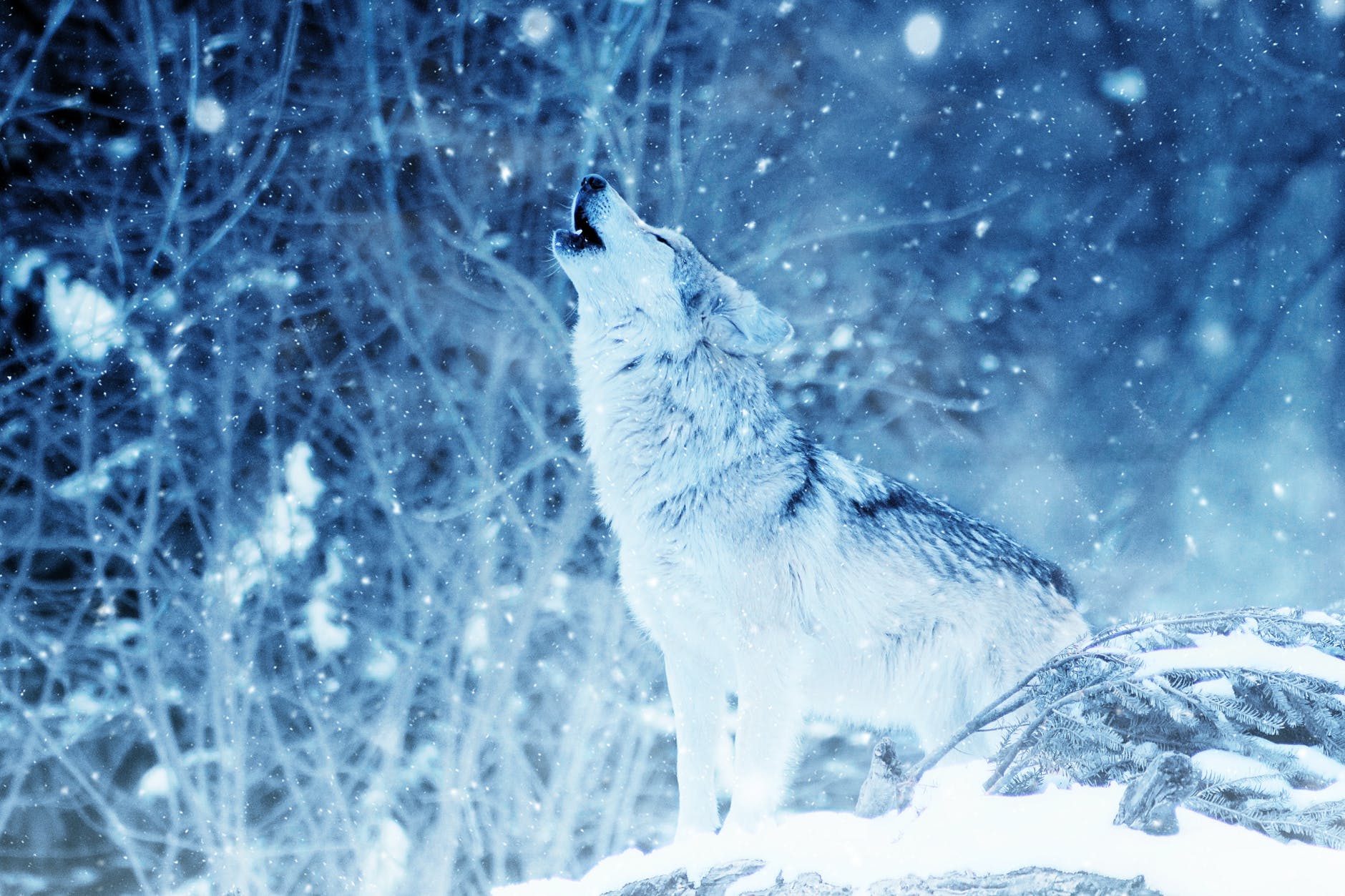 Howling wolf - www.quantum-coaching.net